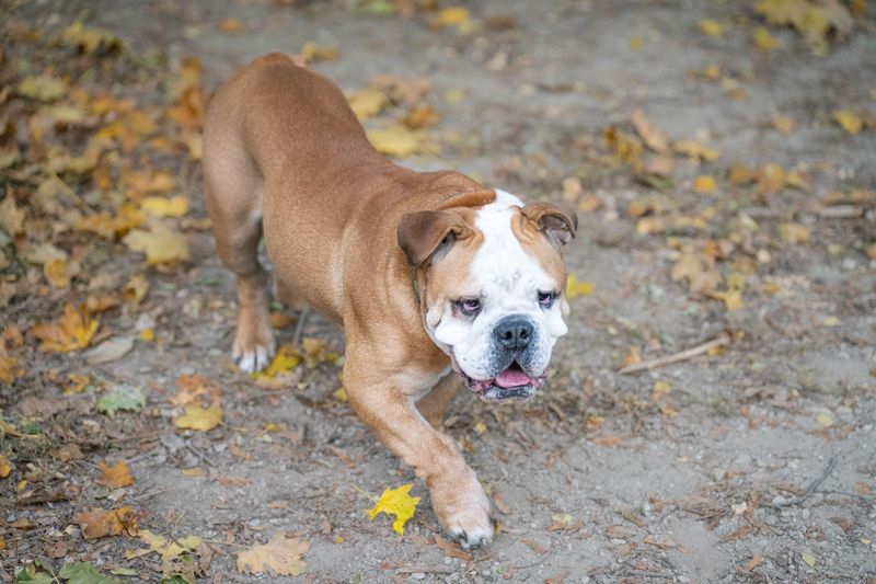 England gave the dog world more than working breeds - these charming companions show another side 10 English Bulldog