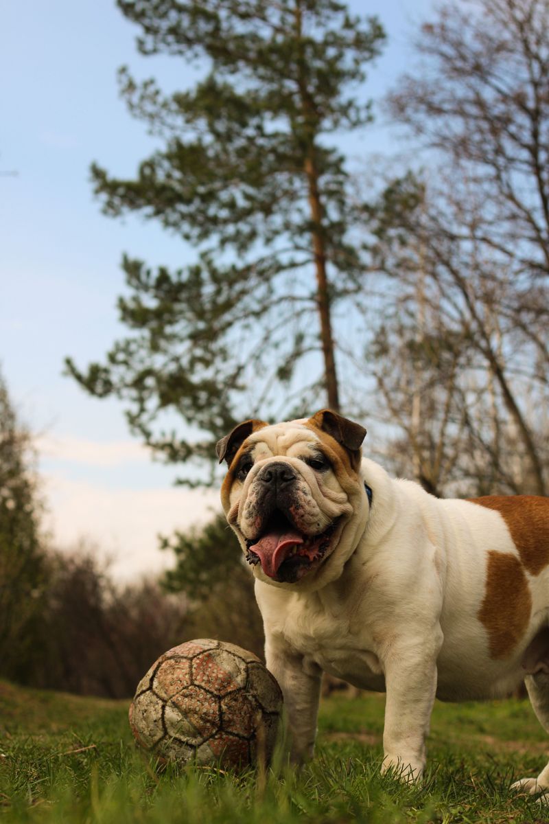 Short on yard space? These 10 breeds stay happy with just daily walks 11 Bulldog