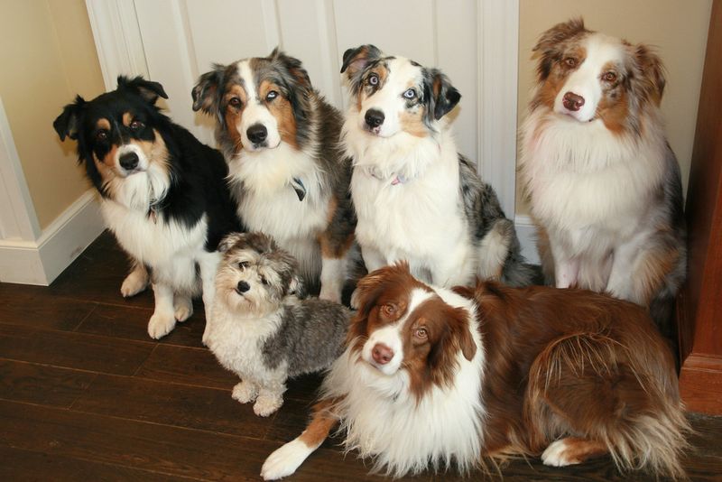 16 Dog Types That Get Hyper-Excited Every Time The Leash Comes Out 12 Australian Shepherd