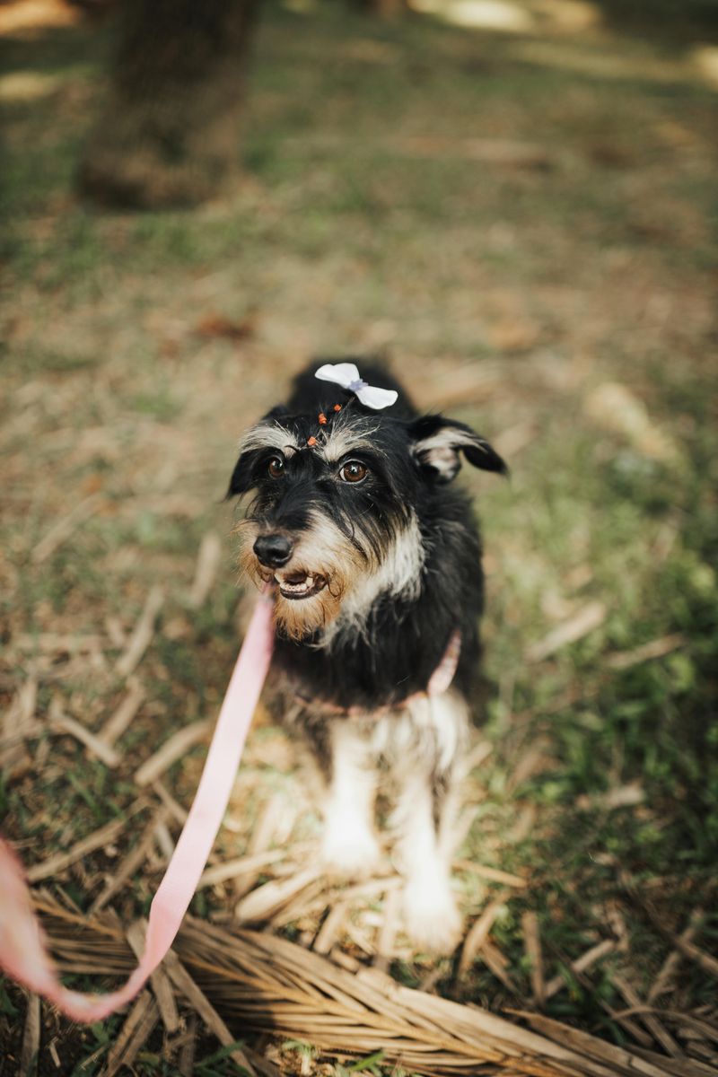 Miniature Schnauzer