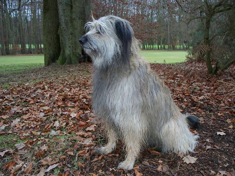Catalan Sheepdog
