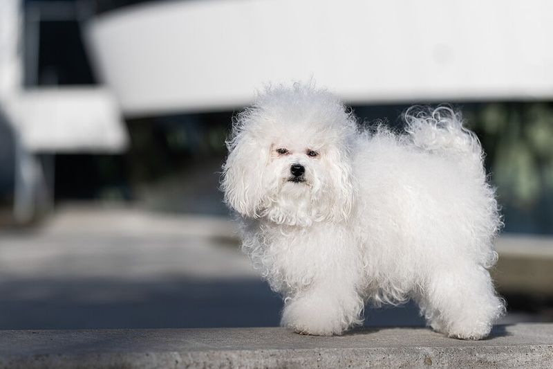 People rarely expect this personality trait from these 15 dog breeds 8 Bolognese