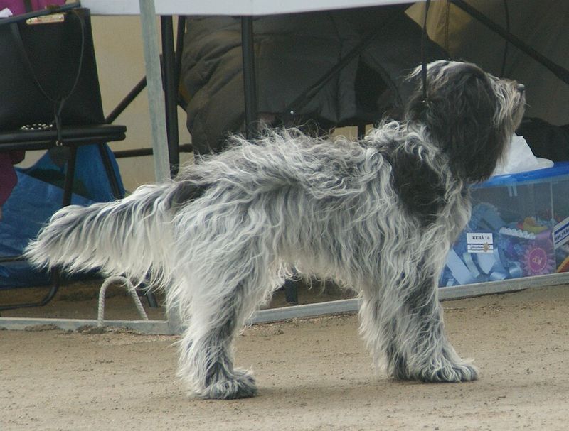 Schapendoes (Dutch Sheepdog)