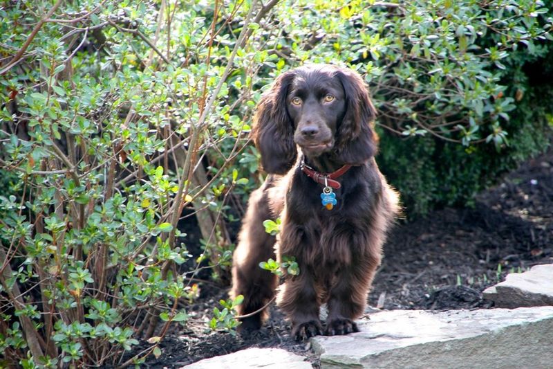 13 water-loving dog breeds that feel completely at home in lakes and oceans 11 Boykin Spaniel