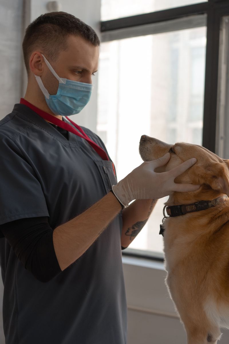 11 subtle signs your dog is deeply loyal - and 2 that have nothing to do with following you around 2 Checks where you are without constantly following