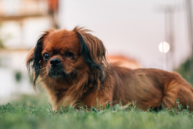 These 13 dogs aren’t big on snuggles 5 Pekingese