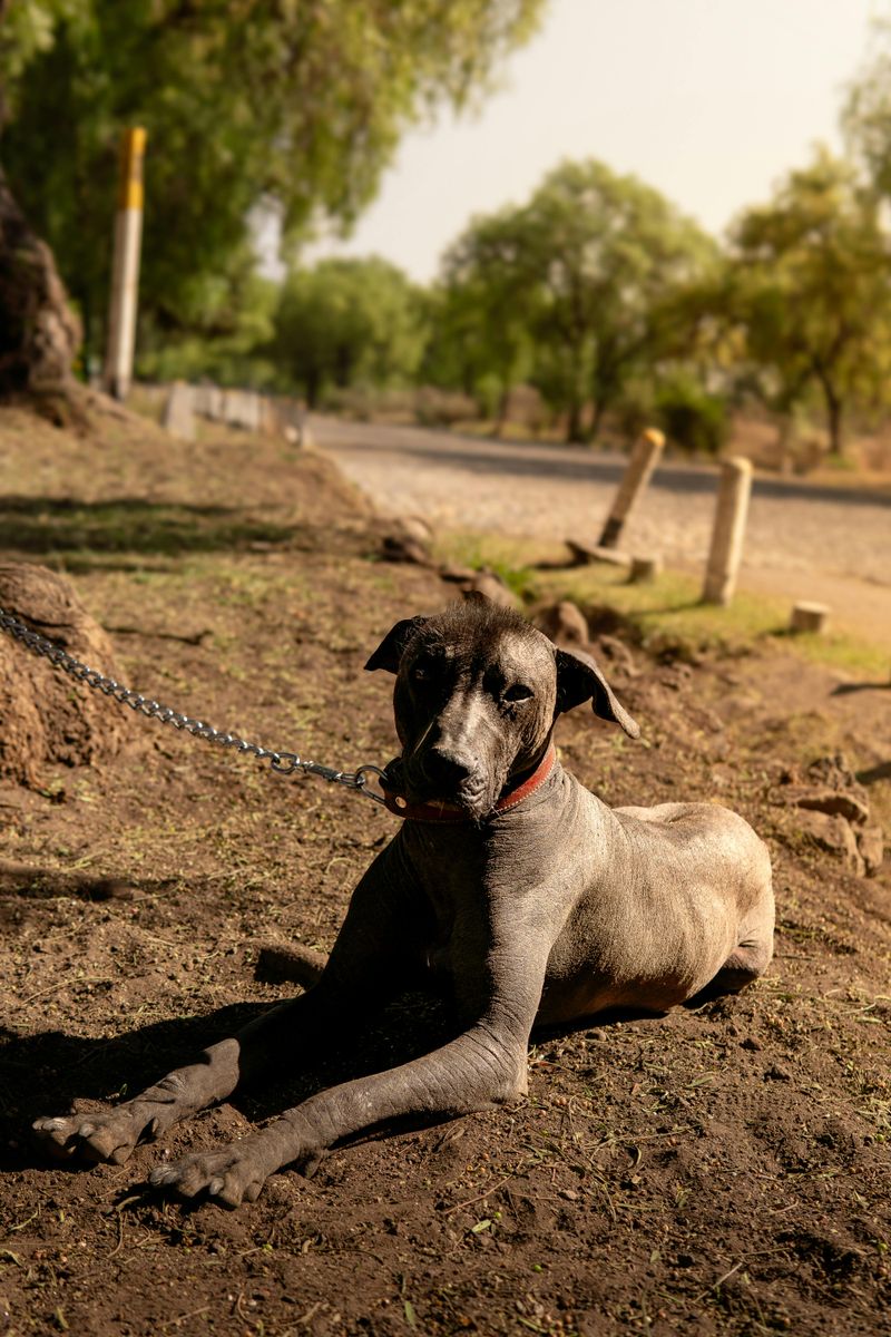 15 dog breeds that look like they should have their own portrait in a museum 7 Xoloitzcuintli
