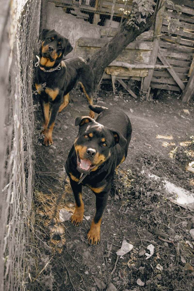 12 dogs that can turn the sound of a food bag into the biggest event of the afternoon 12 Rottweiler