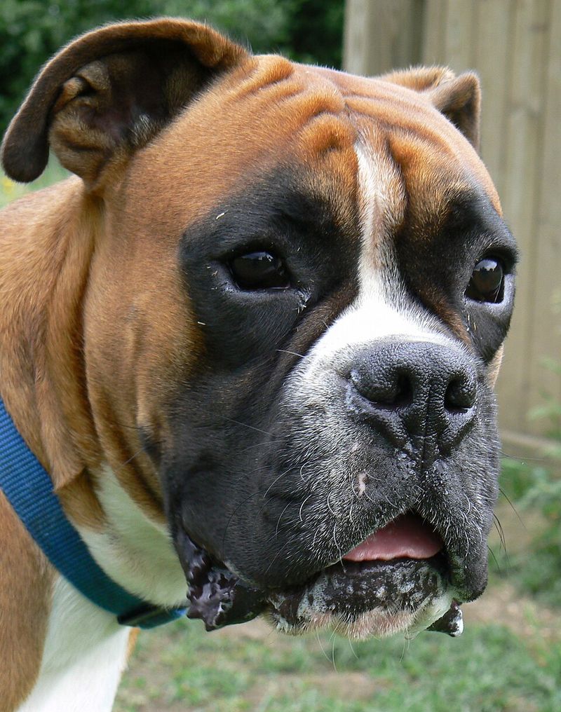 Earn the loyalty of these 13 dog breeds, and they'll guard you without hesitation 12 Boxer
