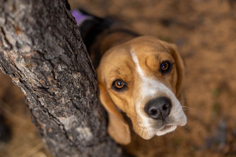 Before unclipping the leash, remember what some of these dogs were originally bred to chase 3 Beagle: A Nose for Rabbits