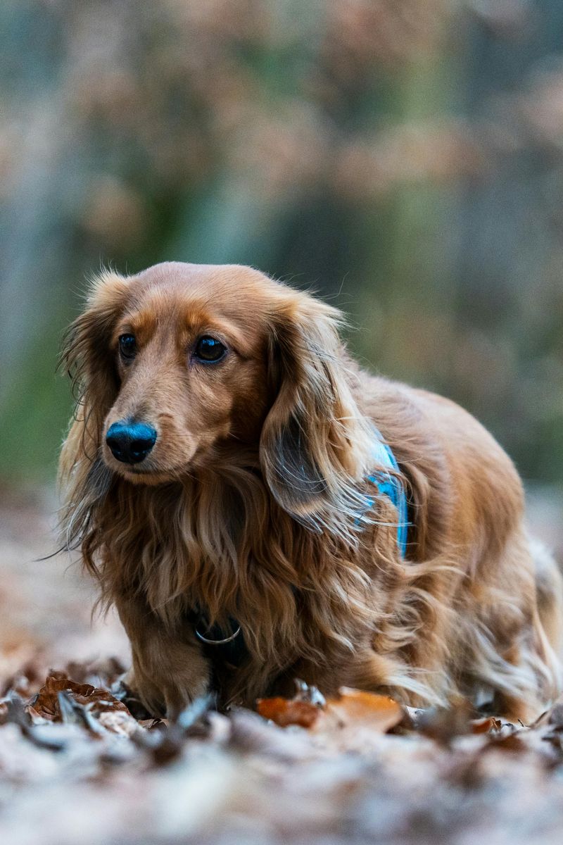 Dachshund