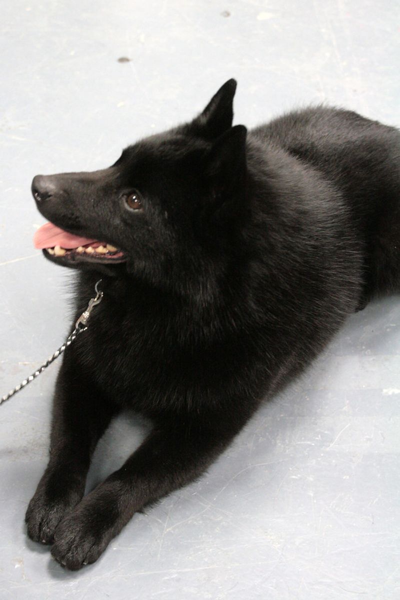 15 tidy dogs that somehow combine cleanliness with a bossy streak 7 Schipperke