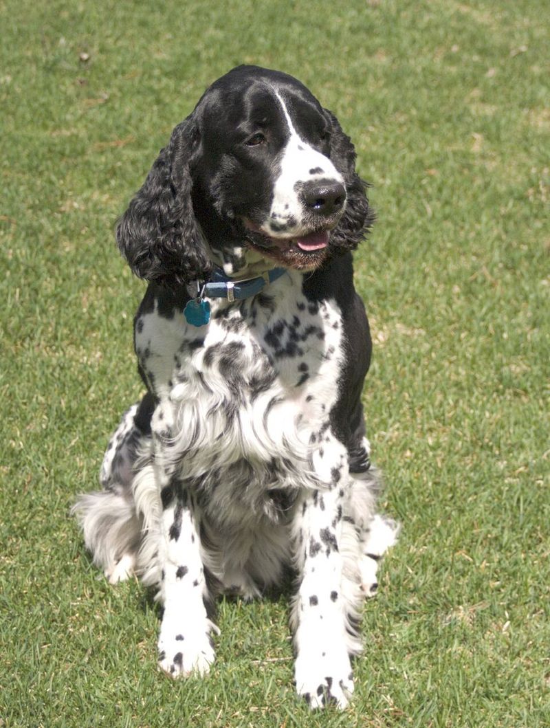 These 10 dog breeds fit naturally into an active - but not exhausting - lifestyle 6 English Springer Spaniel