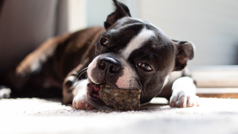 Boston Terrier: The American Gentleman