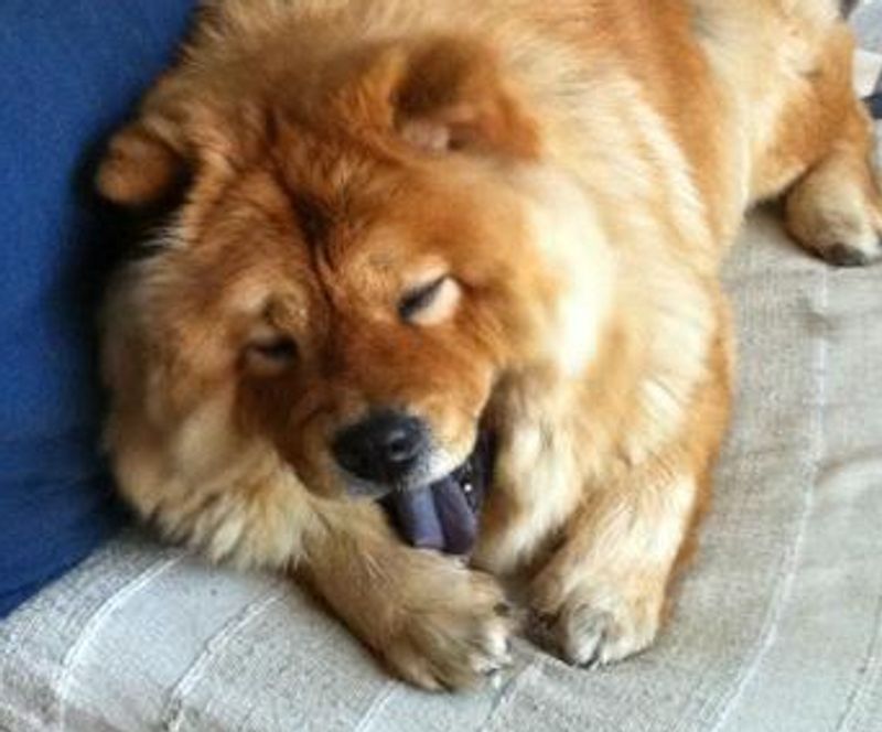 15 Dog Breeds That Rarely Get Adopted and Too Often End Up Growing Old in Shelters 7 Chow Chow