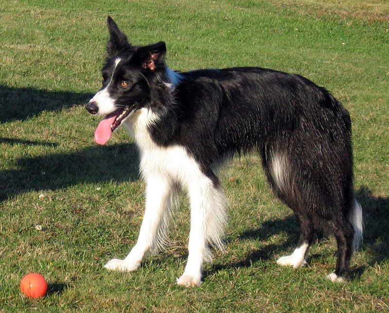 16 Dog Breeds That Respond Better When Commands Are Given Once - Why the One-Ask Rule Works 2 Border Collie