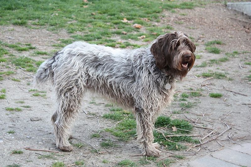 Wirehaired Pointing Griffon