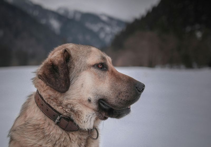 Recognition and classification (distinct breed vs umbrella type)