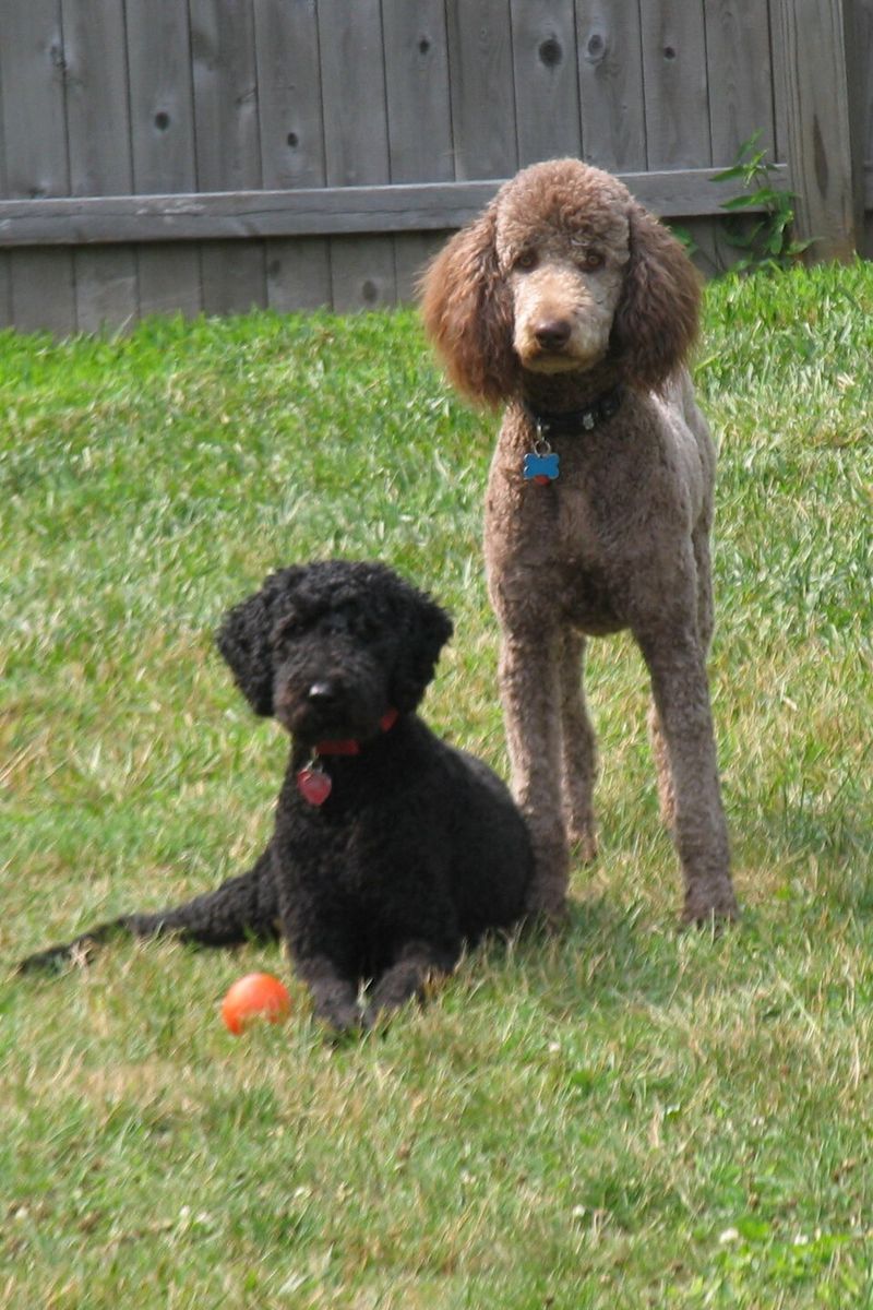 12 family-friendly dog breeds people keep choosing year after year 10 Standard Poodle