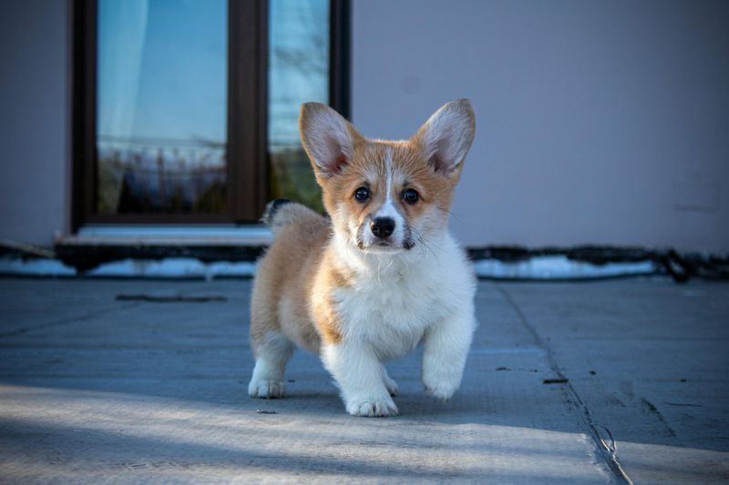 Pembroke Welsh Corgi Puppy