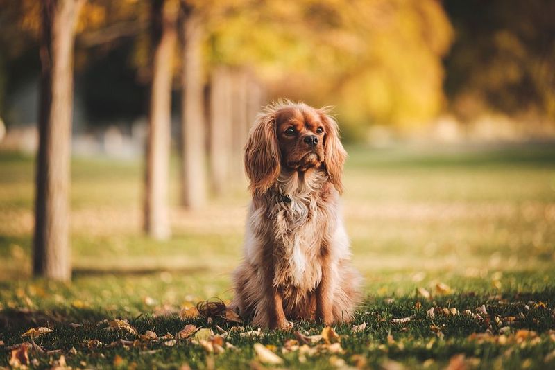 28 Dog Breeds Especially Devoted to Family Life 9 Cocker Spaniel