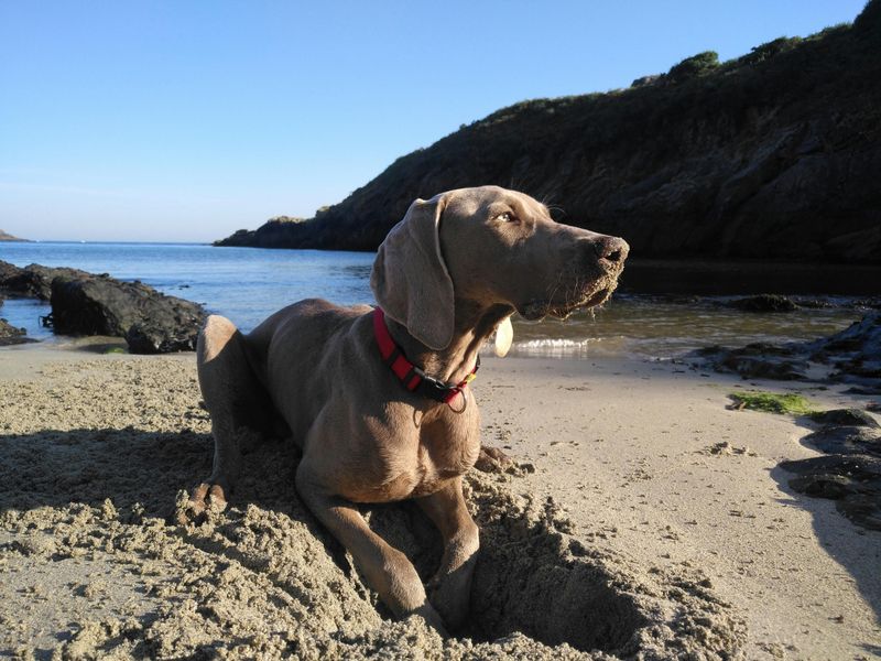 16 Dog Breeds Built for Adventure With Owners Who Never Stay Put 12 Weimaraner