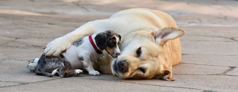 Thinking about a second dog? These 10 breed pairings often work beautifully – plus 2 unexpected matches 9 Beagle + Labrador Retriever