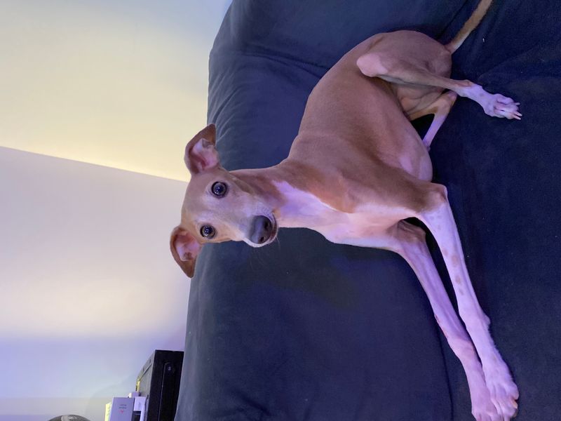 25 Small Dog Breeds Known for Their Loyalty and Affection 16 Italian Greyhound