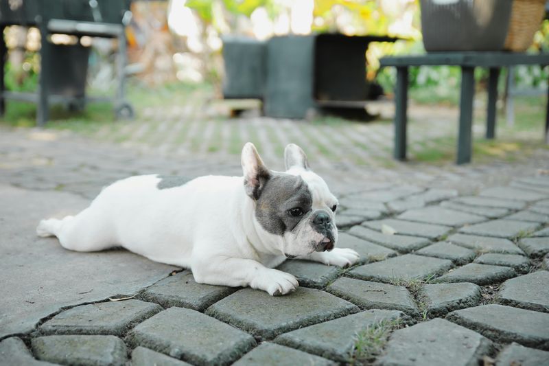 French Bulldog