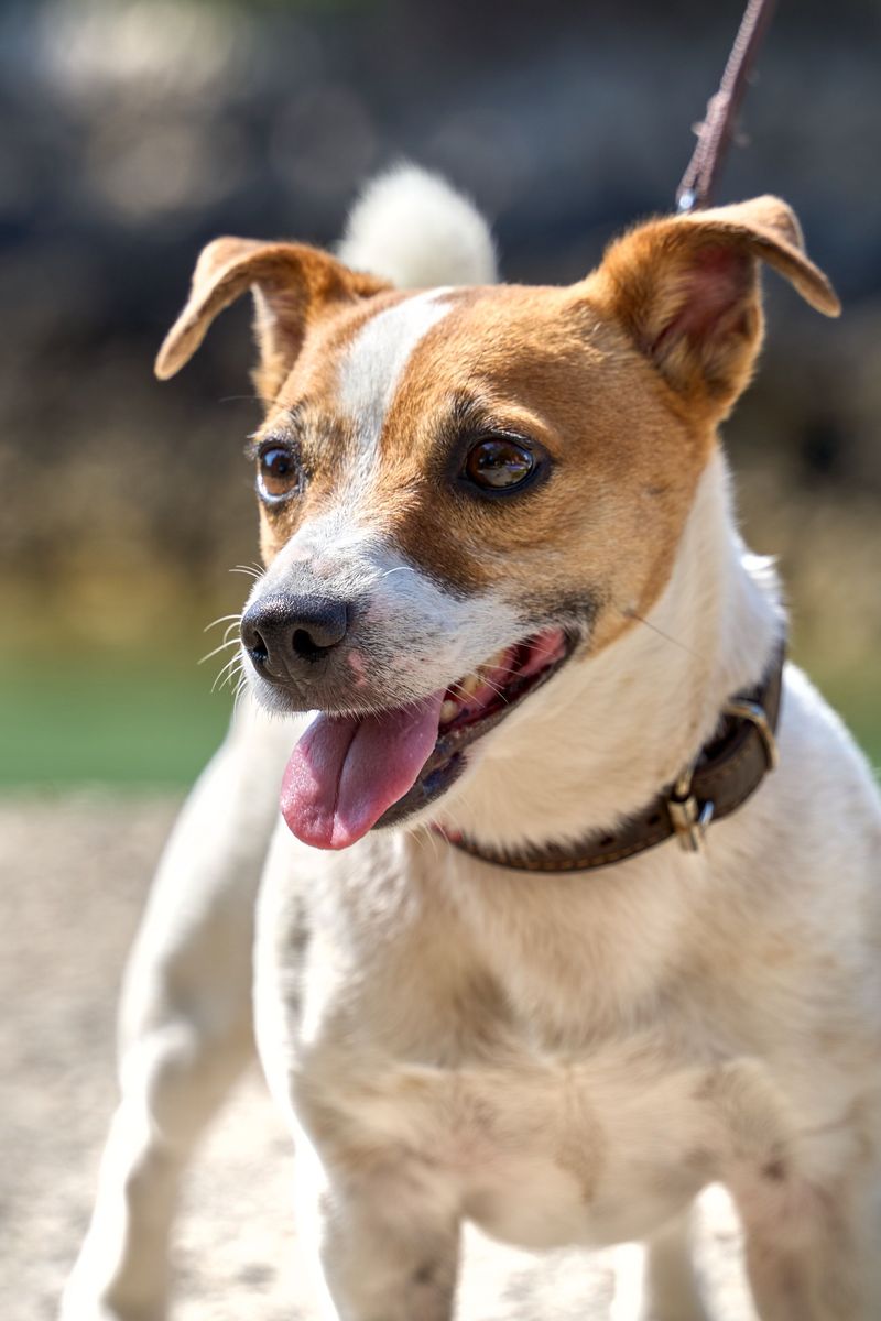 From dramatic reactions to clever routines, these dog breeds sometimes seem almost human 10 Jack Russell Terrier