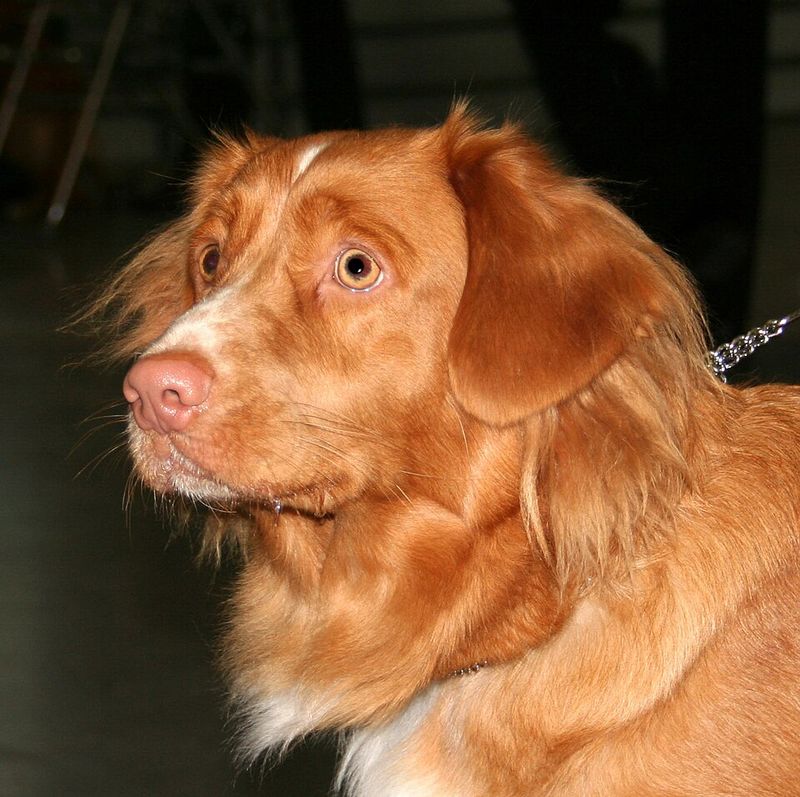 15 Dog Breeds with Stunning Eyes 9 Nova Scotia Duck Tolling Retriever