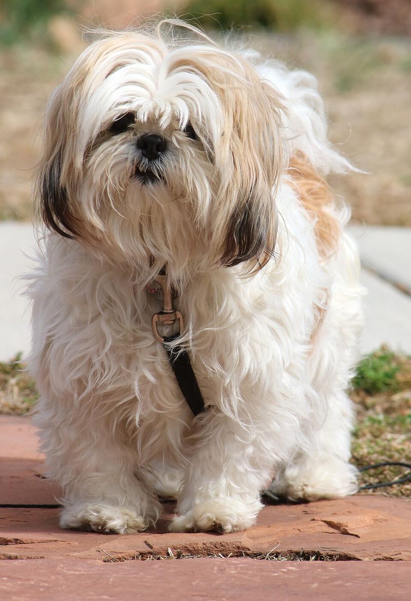 You bought a new vacuum - Your dog may think something deeply suspicious just moved into the house 13 Shih Tzu: Royal Disapproval