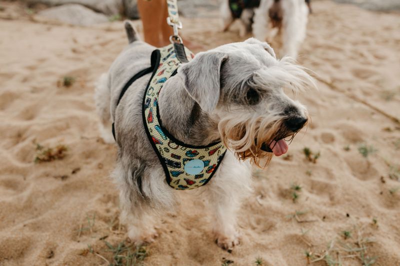 Digestive sensitivity varies considerably between dogs - And breed can play a role 8 Miniature Schnauzer