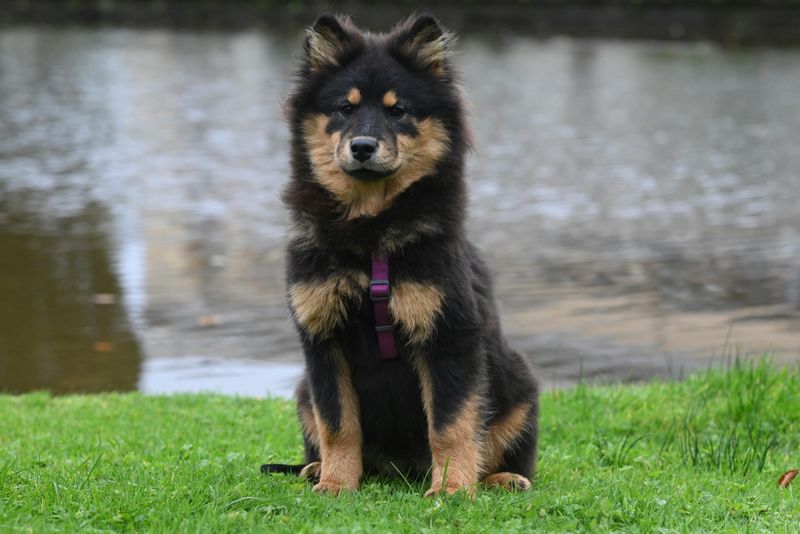 These 11 dogs don't always make a strong first impression, but they rarely get forgotten 7 Finnish Lapphund
