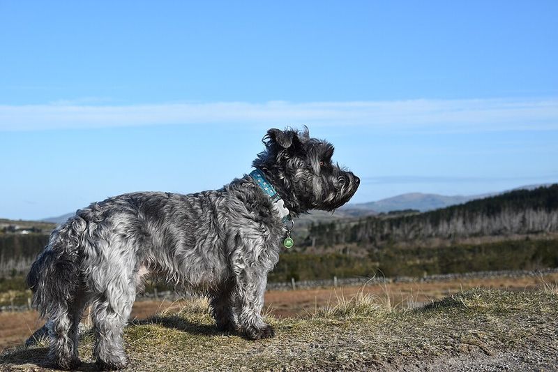 These 11 dogs don't always make a strong first impression, but they rarely get forgotten 11 Glen of Imaal Terrier