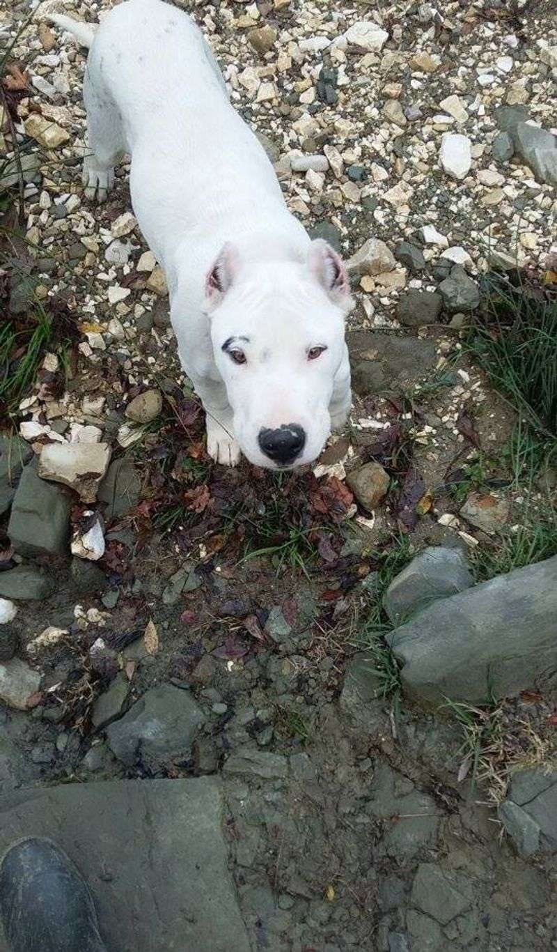 10 powerful dog breeds quietly becoming favorites among people tired of fragile trends 7 Dogo Argentino