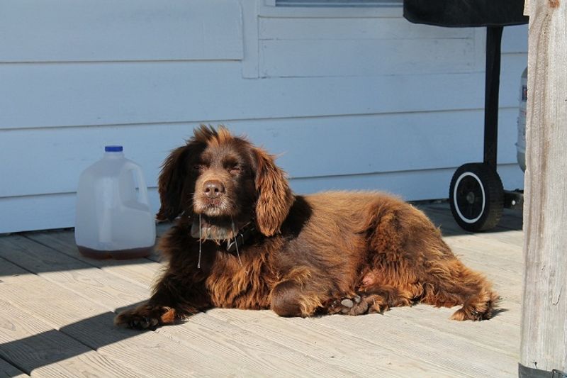 Remember when today's favorite breed wasn't everywhere? These dogs could be next in line for the spotlight 5 Boykin Spaniel