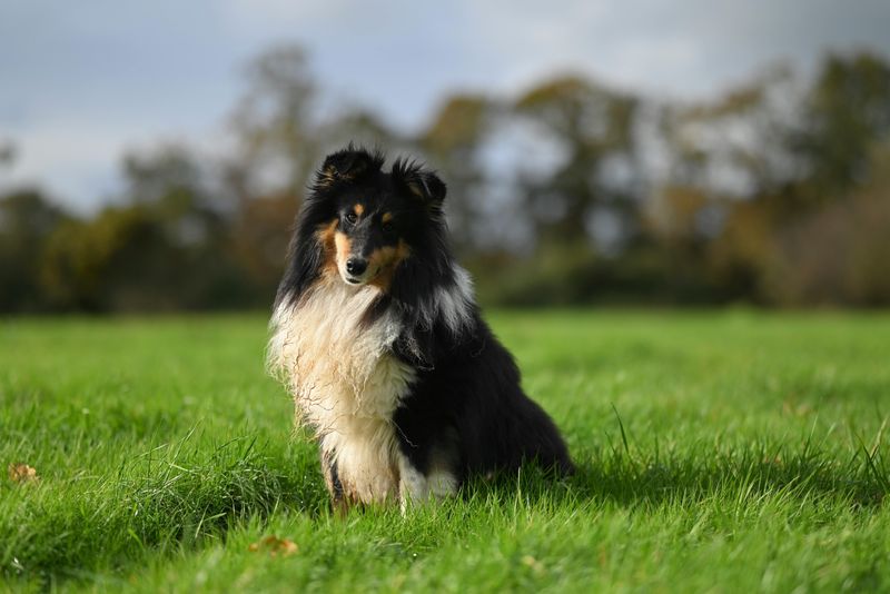 25 Dog Breeds Known for Their Long Lifespans 24 Shetland Sheepdog