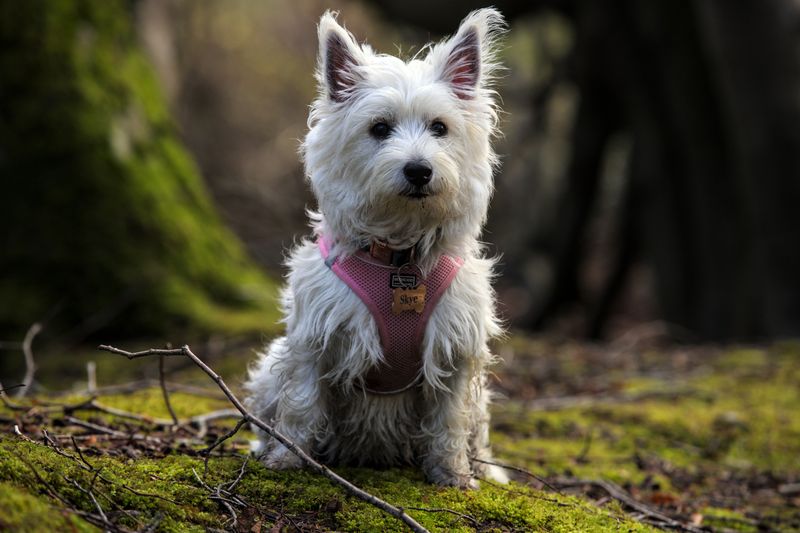 If you want a dog without opinions, these breeds may be the wrong place to look 8 West Highland White Terrier