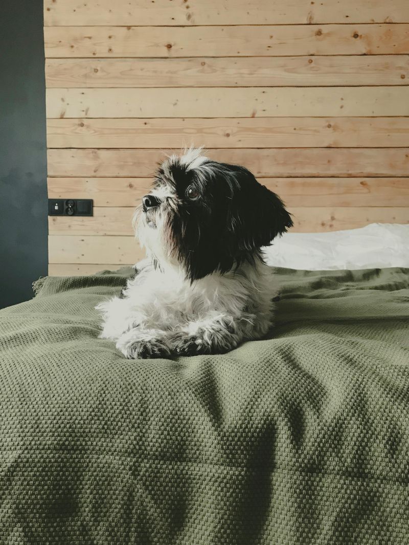 Shih Tzu