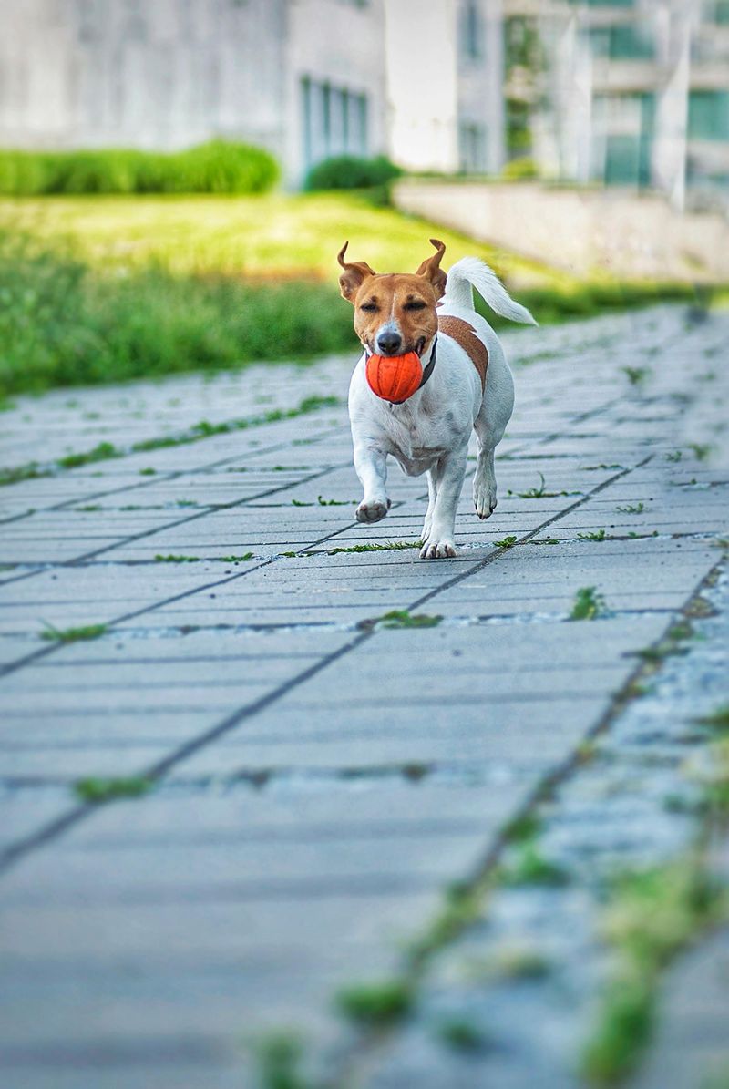 11 dog breeds known for powerful and constant chewing 12 Jack Russell Terrier