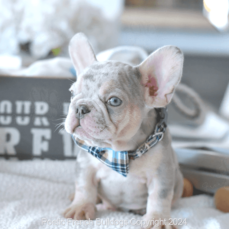 22 Small and Large Dog Breeds That Handle Being Home Alone Well 6 French Bulldog