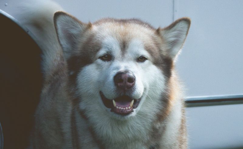 10 breeds worth loving despite the extra housekeeping - plus 3 that won't keep your vacuum nearly as busy 6 Alaskan Malamute: Gentle Freight Hauler