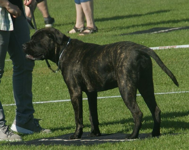 Bullmastiff