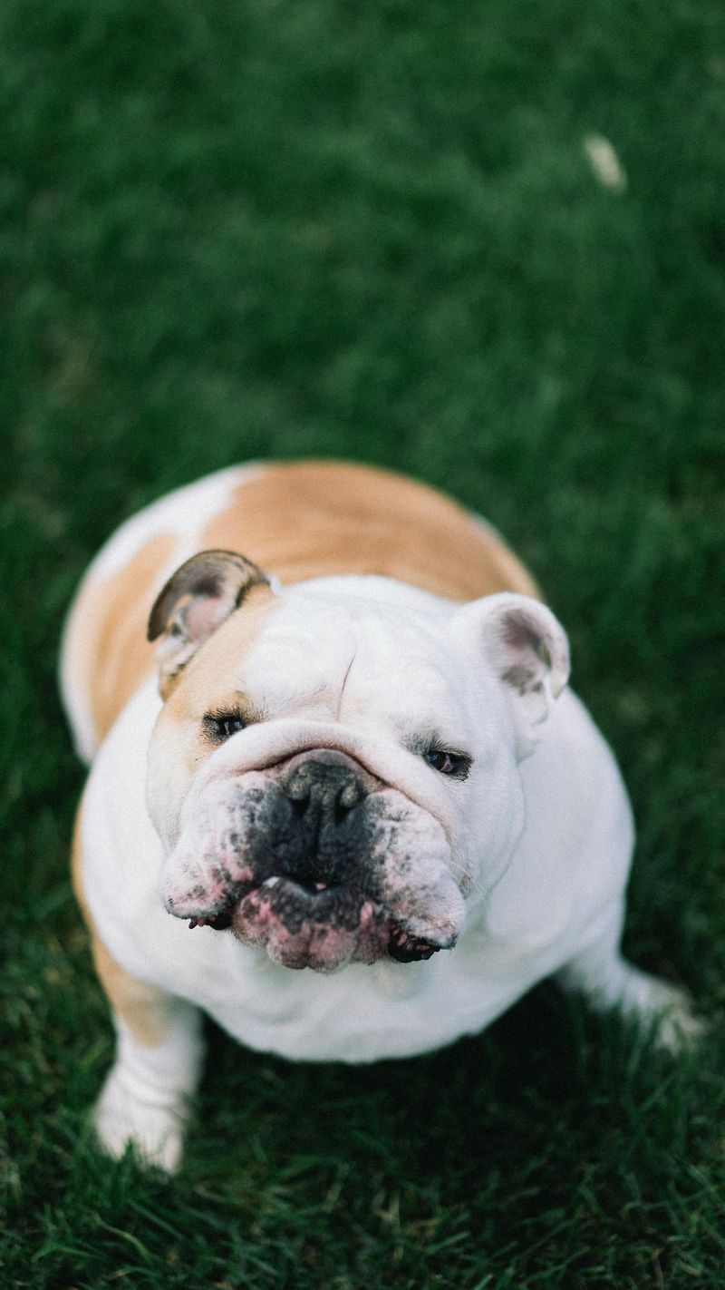 18 Dog Types That Will Do Anything For Food (And Need Strict Portion Control) 8 English Bulldog