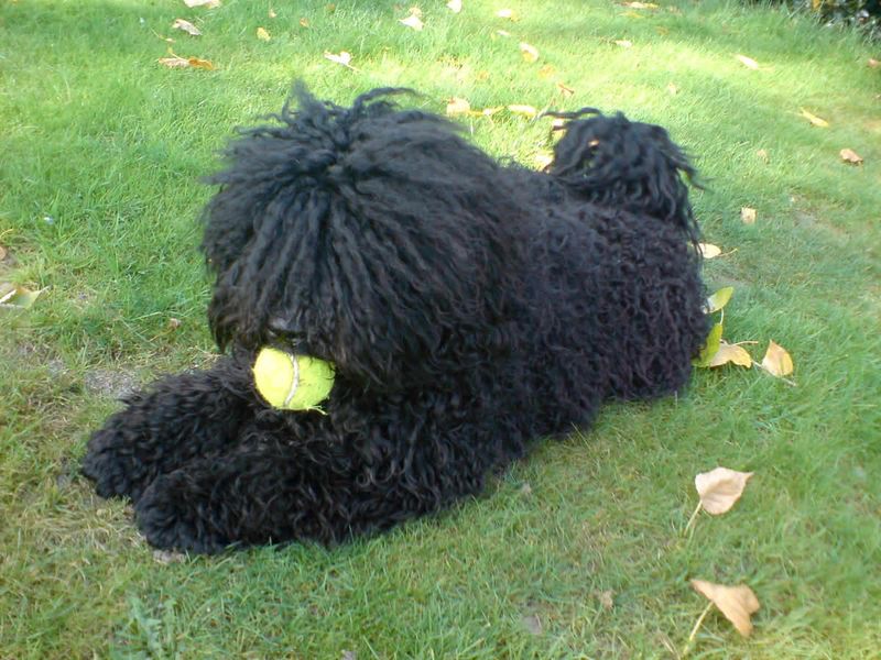 These 11 dog breeds stay stunning - until brushing becomes an afterthought 5 Puli