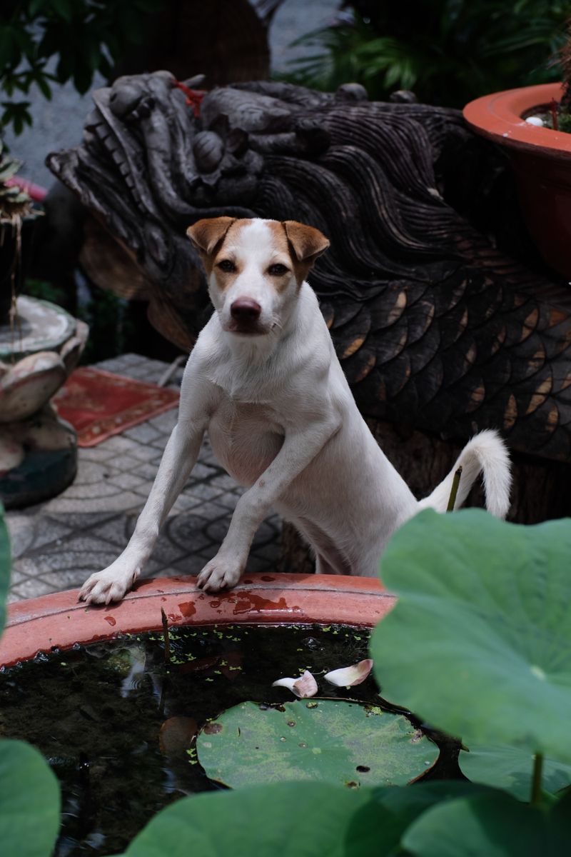 Dogs who dig up the yard are usually trying to tell you one of these 9 things 10 I am getting ready for something