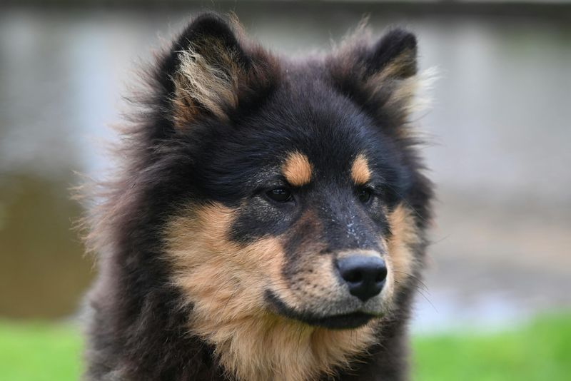 Finnish Lapphund