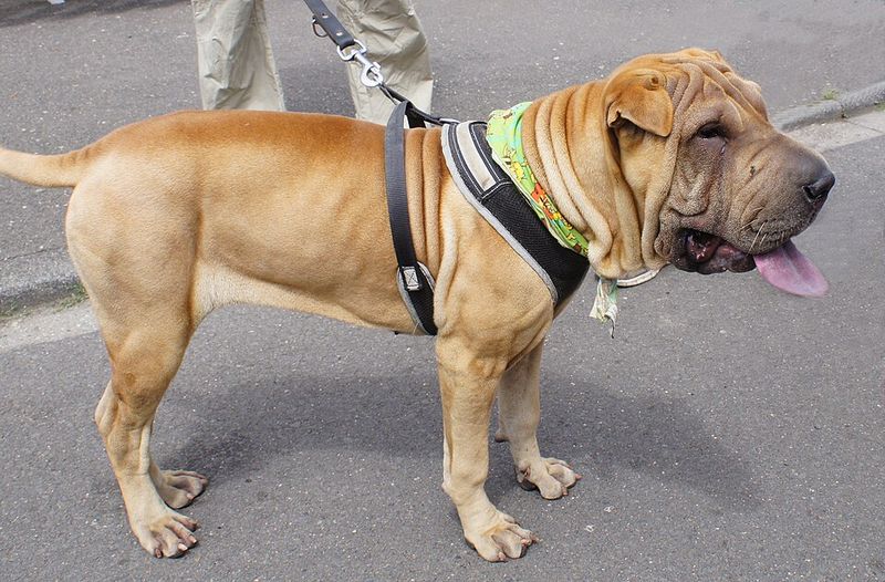 Shar Pei