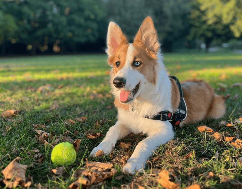 12 impressive dog breeds that can struggle with ordinary home life - plus 3 that adapt with less drama 3 Border Collie